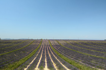 Fototapeta na wymiar Field of blooming lavenders in july. Alternation with grass forming like a carpet. A blue sky in the background. Provence in France.