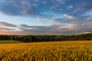 Fototapeta na wymiar sunset over wheat field, Moselle Germany.