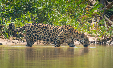 Fototapeta na wymiar Jaguar roaming along a river