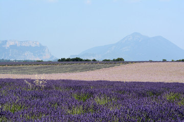 Fields of blooming  lavenders and clary sage in Valensole. Trees and mountains. Provence in France.