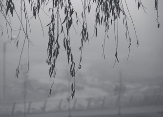 Black and white, gray background of weeping willow tree branches with leaves and droplets on them and a blurry foggy city view