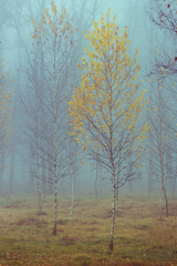 Autumn birch trees with yellow leaves and bare branches, foggy forest background