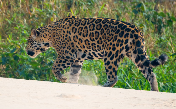 Jaguar roaming along a river