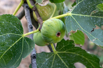 green figs on a tree