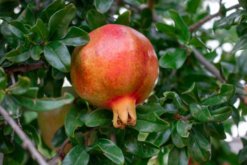 ripe pomegranate on a tree