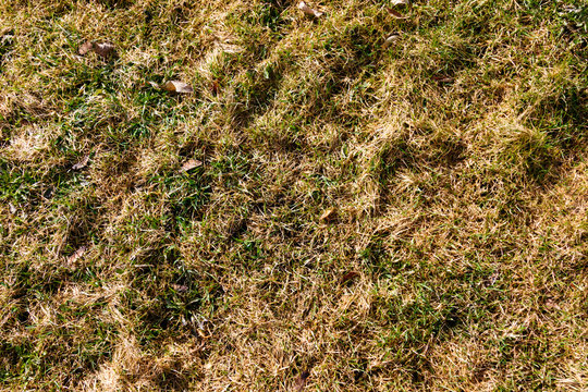 Dead Grass Texture
