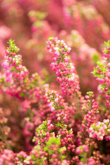 Calluna flowers