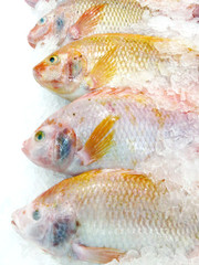 Obraz premium Fresh seafood fish in the market