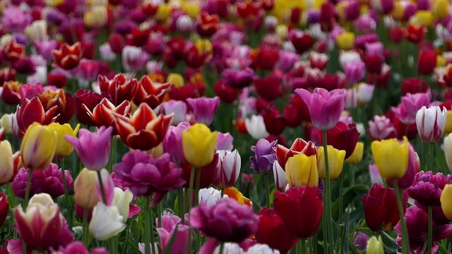 Blooming tulip flowers. Close-up view on mixed red, orange, yellow and pink blossoms. Royalty free stock footage for travel, holiday, business, news, art projects.