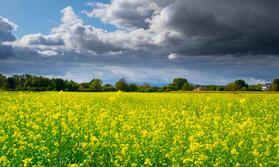 Obraz premium Rapsfeld im frühen Herbst im Elsass