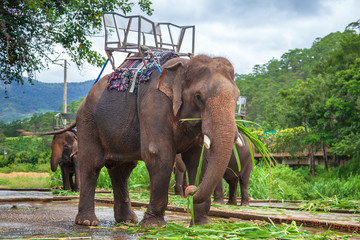 Fototapeta na wymiar Elephant for riding. Elephant with a seat for riding, Vietnam