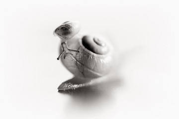 Little snail riding on a big snail. The big snail is taking care about the little one.