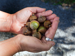 A Fistful of Acorns