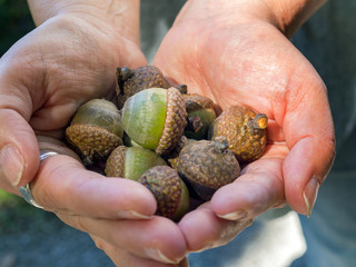 A Fistful of Acorns