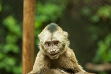 Captive monkey in Mexico's zoo