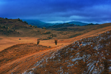 Amazing view of the autumn day with orange trees and grass in Altay mountain .