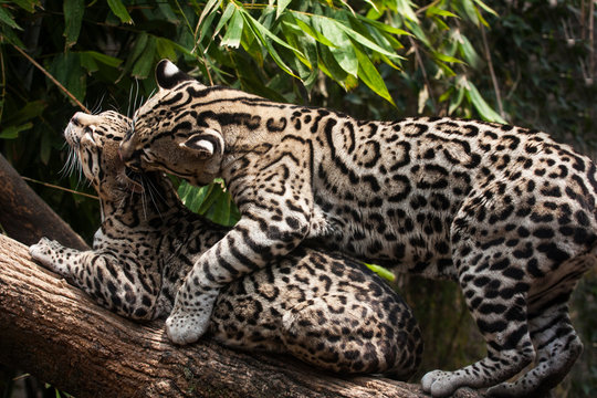 Mexican ocelots in season