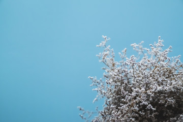 Composition dried white flowers on a pastel blue background