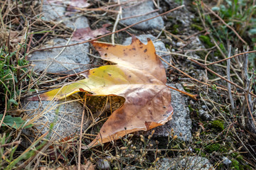 Brown - Yellowish Autumn Leaf Laying on Pavement 