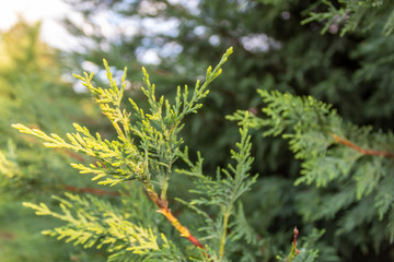 Closeup of Pine Tree Branch With Ray of Sunshine