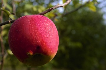 apple on a branch