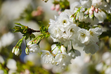 White cherry tree blossom on a sunny spring morning in Cardiff, South Wales, UK