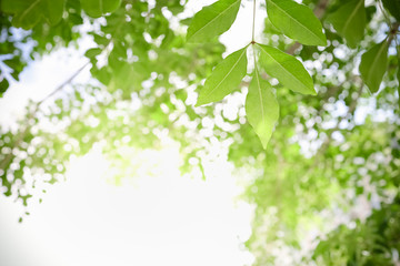 Close up of nature view green leaf on blurred greenery background under sunlight with bokeh and copy space using as background natural plants landscape, ecology wallpaper concept.