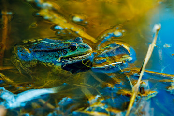 Frog in the dirty pond water of a lake