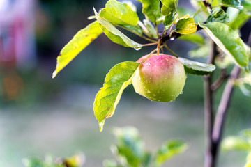 A single wet apple on its tree after a summer rain