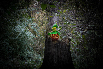 halloween pumpkin in a dark mystical forest