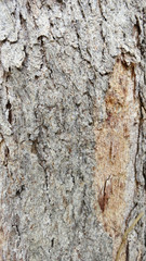 bark of a tree