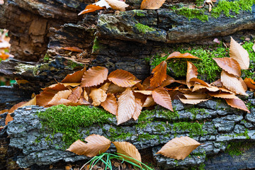 leaves on a log