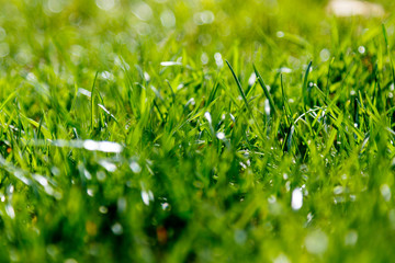 Close up macro shot of green grass texture
