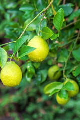 Fresh yellow lemons hanging on branch with green leaves. Green limes grow on tree in the garden daylight. Hybrid citrus fruit. Harvest