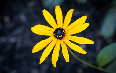 Brown-eyed Susan