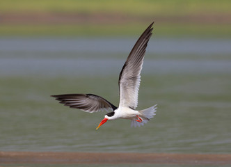 Fototapeta na wymiar Skimmer in flight, Tern-like birds from Laridae family at Chambal river in Rajasthan, India