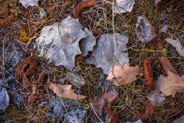 autumn leaves on the ground