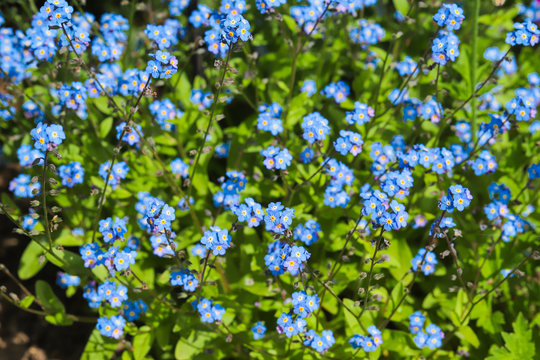 Close up of a delicate blue forget me not flower (Myosotis arvensis) in full bloom in my back garden in Cardiff, South Wales, UK 