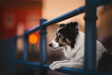 Border collie in an urban contest at sunset