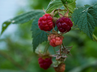 A cluster of heritage, heirloom, organic raspberries in a garden.