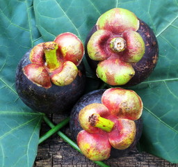 fresh mangosteen fruits on green leaf