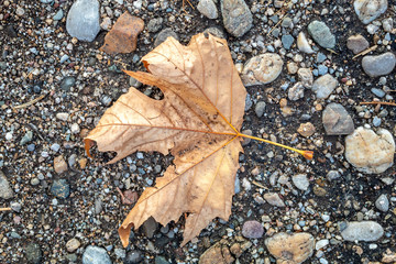 Top View of Brownish Dry Autumn Leaf Laying on Damaged Asphalt Background 