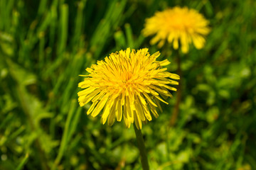 A pair of dandelions in the grass