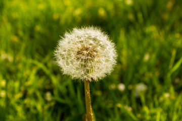 A lone dandelion in the grass