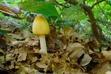mushroom in forest