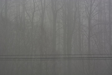 fog and light
