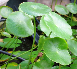 lily of the valley