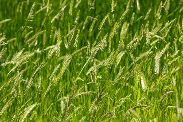 Abstract background of grass growing in a meadow that has gone to seed.  Taken in Cardiff, South Wales, UK