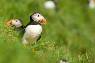 Puffins
