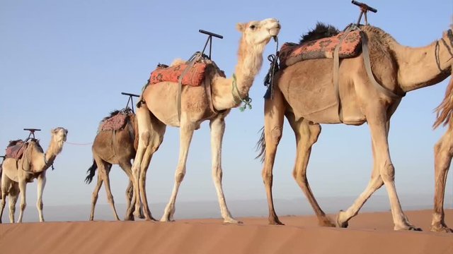 A caravan of camels walking on a sand dune one after another, in the spring in the Sahara Desert in Morocco. The camels are tied together with ropes.